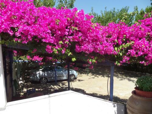 Apartamento Skyros Junior Studios