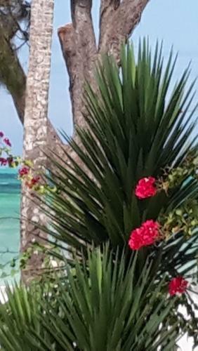 Villa Noah Beach Zanzibar