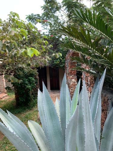 Bed & Breakfast Kendwa Garden's