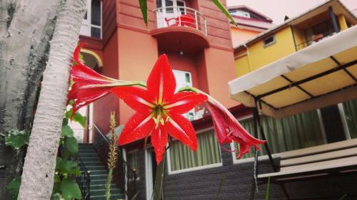Posada Gold Hotel