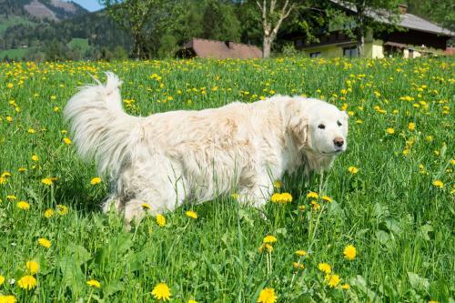 Agroturismo H�ttst�dterhof Familie P�tsch