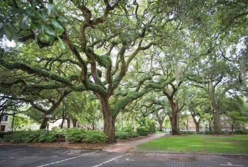 Canterbury Main And Garden By Lucky Savannah
