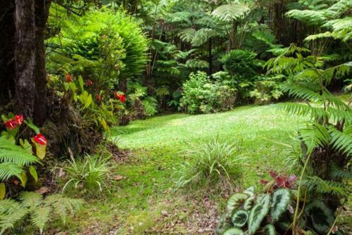 Cymbidium House Volcano Village By Casago