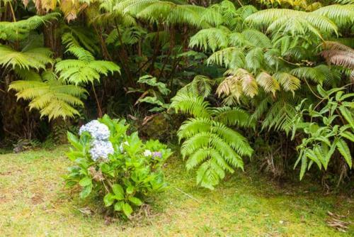 Cymbidium House Volcano Village By Casago