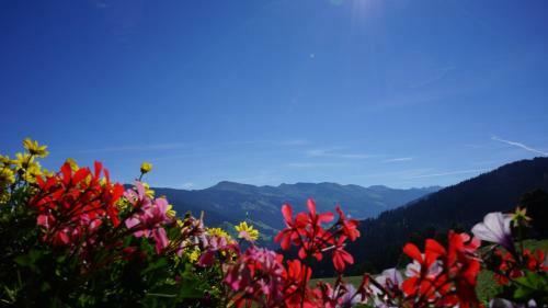 Hotel Gasthof Almhof
