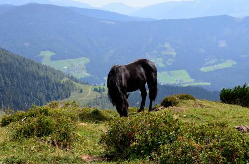 Apartment Tennengebirge