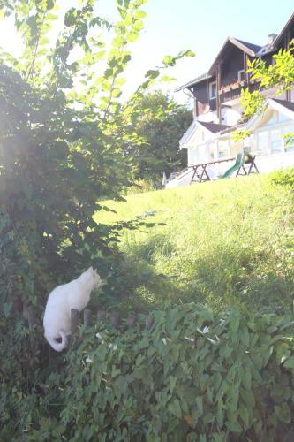 Apartamento Ferienwohnungen Fiala-k�fer