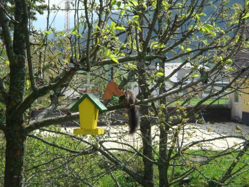 Apartamento Ferienwohnungen Holzer