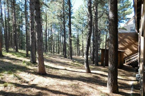 Pine Tree 209