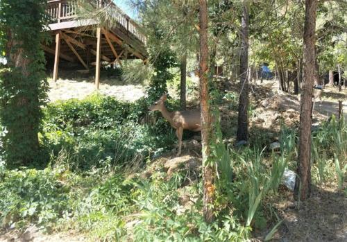 Lazy Bear Cabin