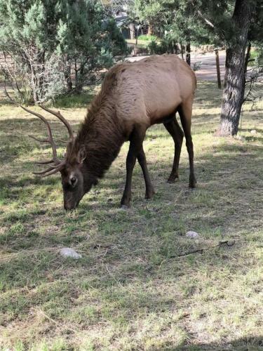 River Cabin