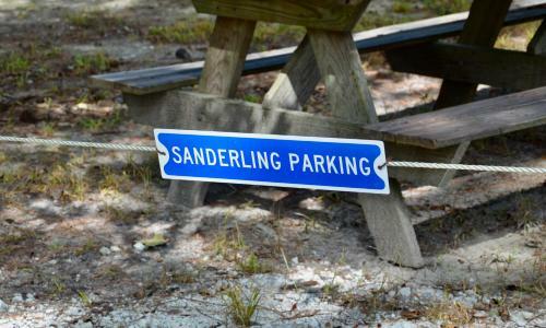 The Sanderling