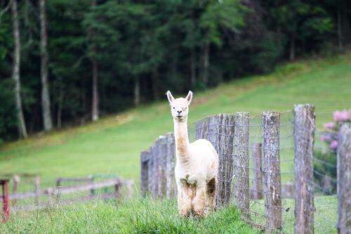 Thurmond Cabin On Alpaca Farm Near Wineries!