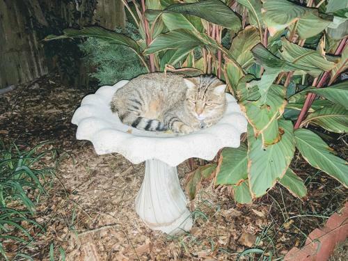 Hostal The Cat's Meow