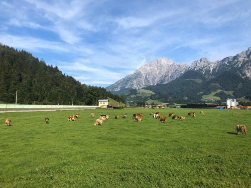 Apartamento Baby & Kinderbauernhof Stefflhof