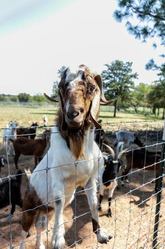 Own The Day Lodge - The Ranch House