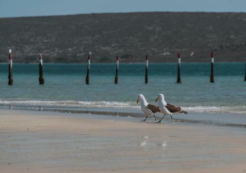 Shark Bay Hotel & Spa