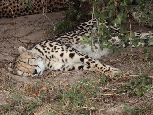 Kruger Park Tours Glamp