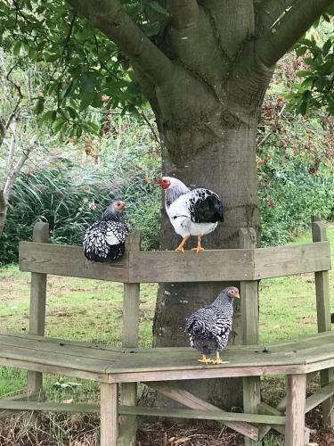 Bed & Breakfast De Olde Veld Hoeve