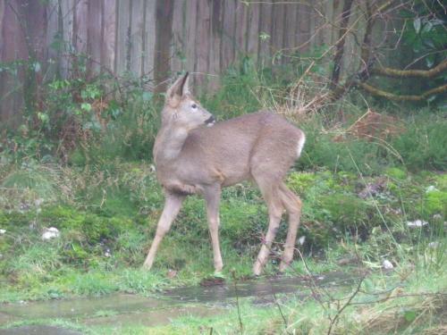 Lyme Tree House Bed And Breakfast