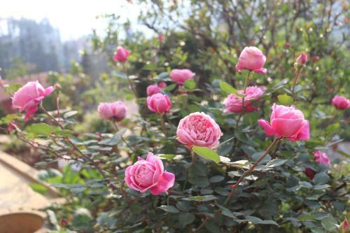 Sapa Garden Hotel