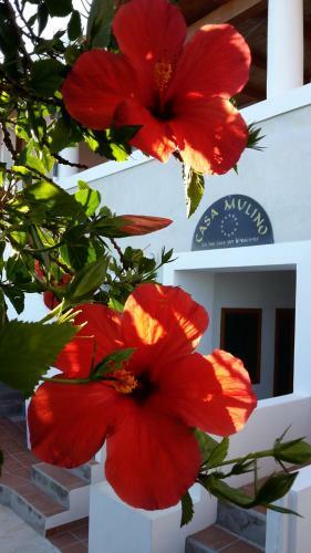 Hostal Casa Mulino