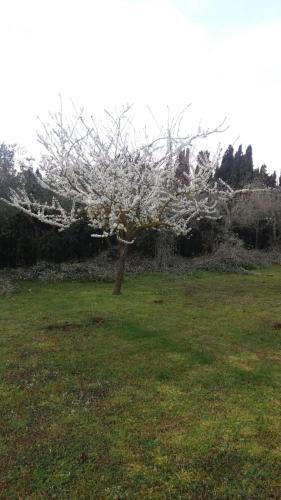 Apartamento Appartamenti Podere 13
