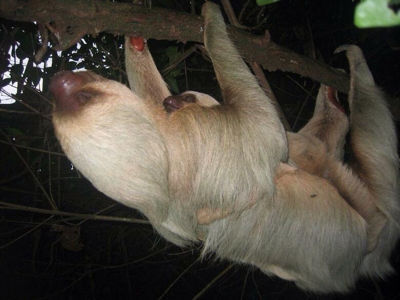 La Chosa Del Manglar
