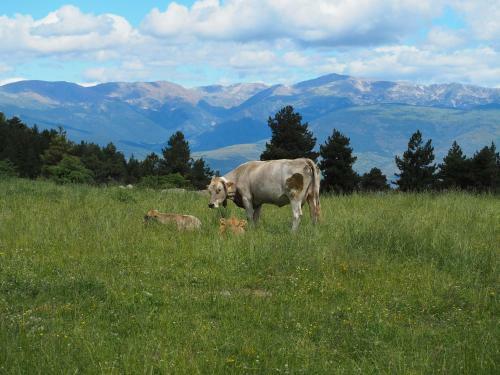 Espectacular Apartamento de Monta�a En Alp