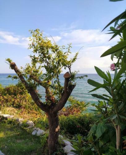 Popi' S Apartment 50 Metres From The Sea!