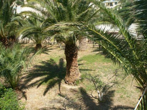 Apartamento Avra Palm