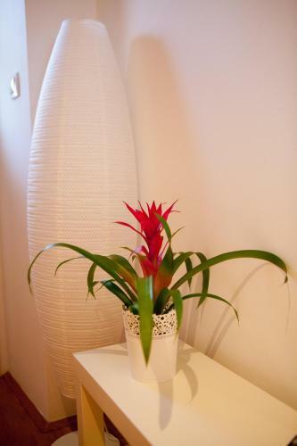 Summer Lounge Apartments