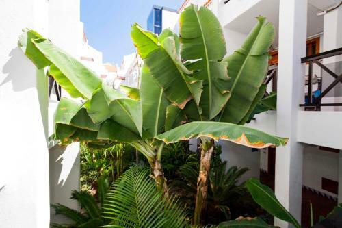 Apartamento Estudio 1 Sara En Playa de Las America