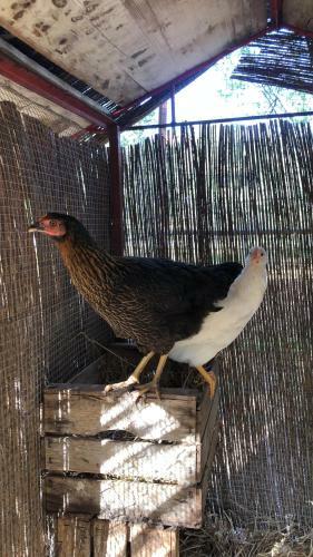Agroturismo Finca Son Leon - Slow Life Experience
