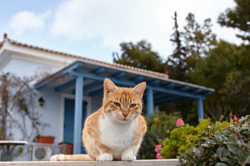 Villa Irini