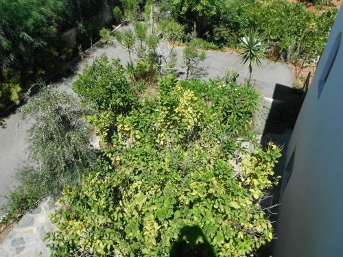 Mandorla Apartments