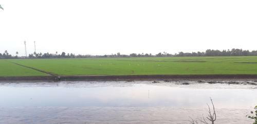 Whiteshore Beach Homestay Alappuzha