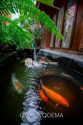 Hotel Omahe Haji Qoema Syariah 3 Redpartner