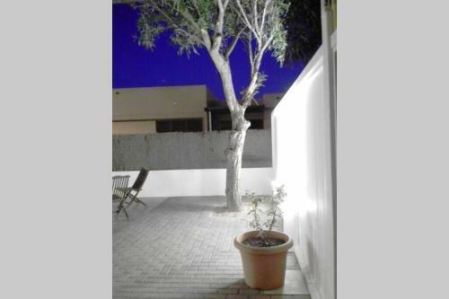 Casa Mimosa
