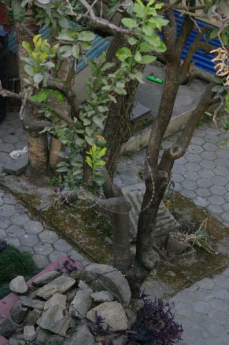 Hostal Laughing Buddha Hotel & Garden Theater