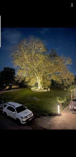 Bed & Breakfast The Ficus