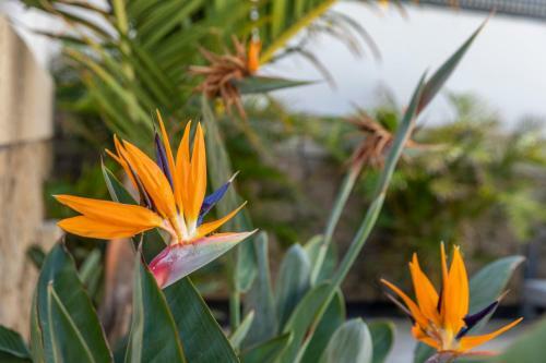 Apartamento The Strelitzia Terrace - By Medano4you