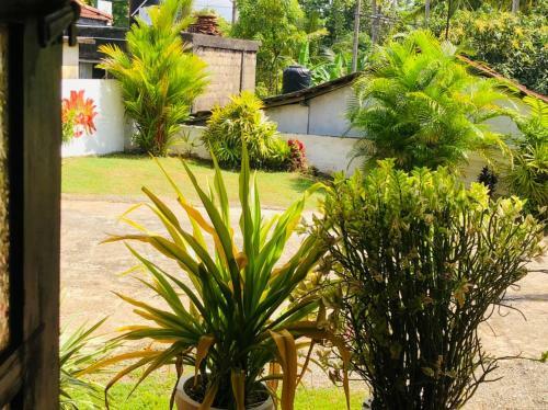 Hostal Bole Guest Bentota