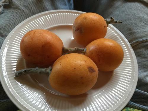 Yurta Naranja