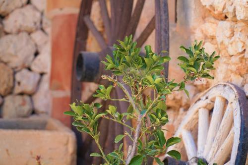 Finca Can Jordi