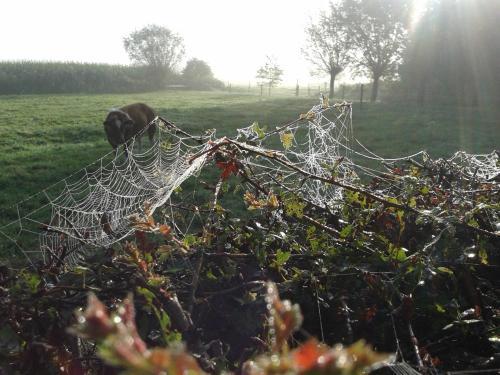 Bed And Breakfast Rodenberg