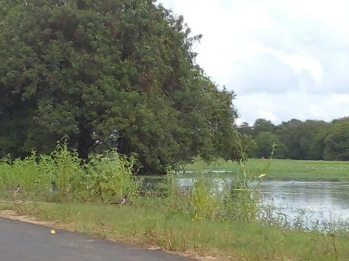 Lake Edge Dambulla