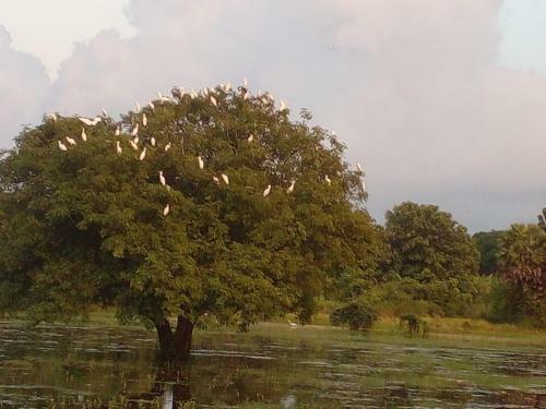 Lake Edge Dambulla