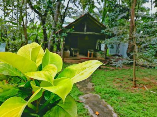 Hotel Dambulla Wilderness World