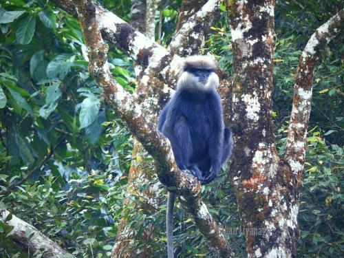 Rainforest Edge View Villa